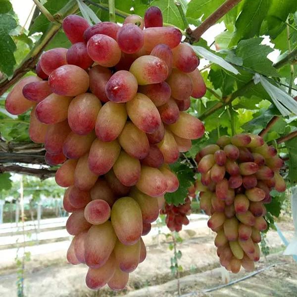 🍇🥰Manicure Finger Grape Seeds