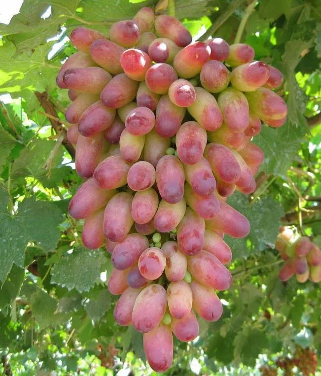🍇🥰Manicure Finger Grape Seeds