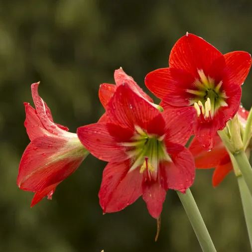 Flame Red Narcissus Bulbs