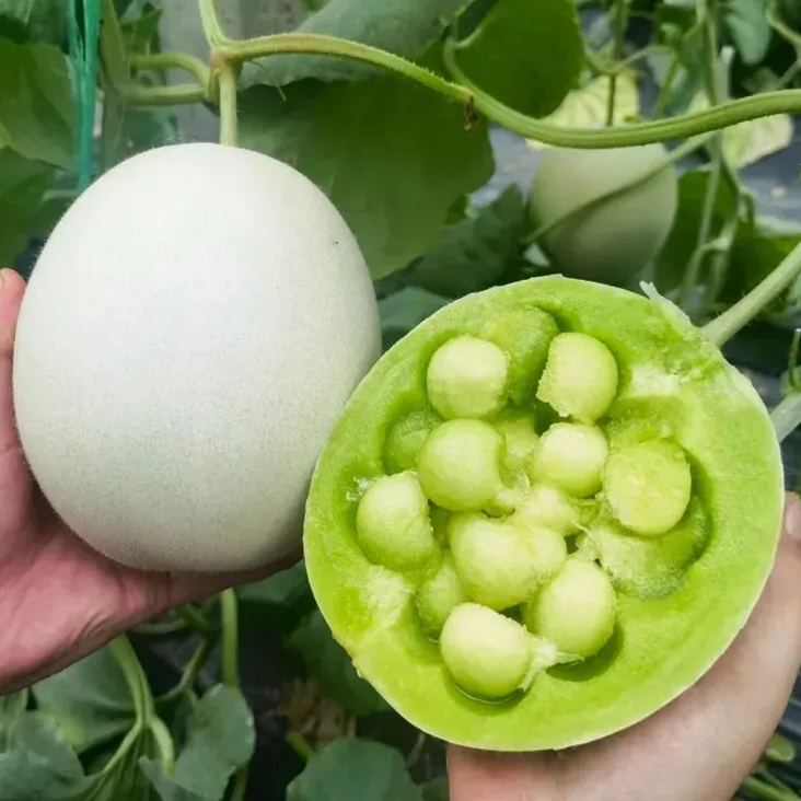 Snow Mass Melon Honeydew Seeds