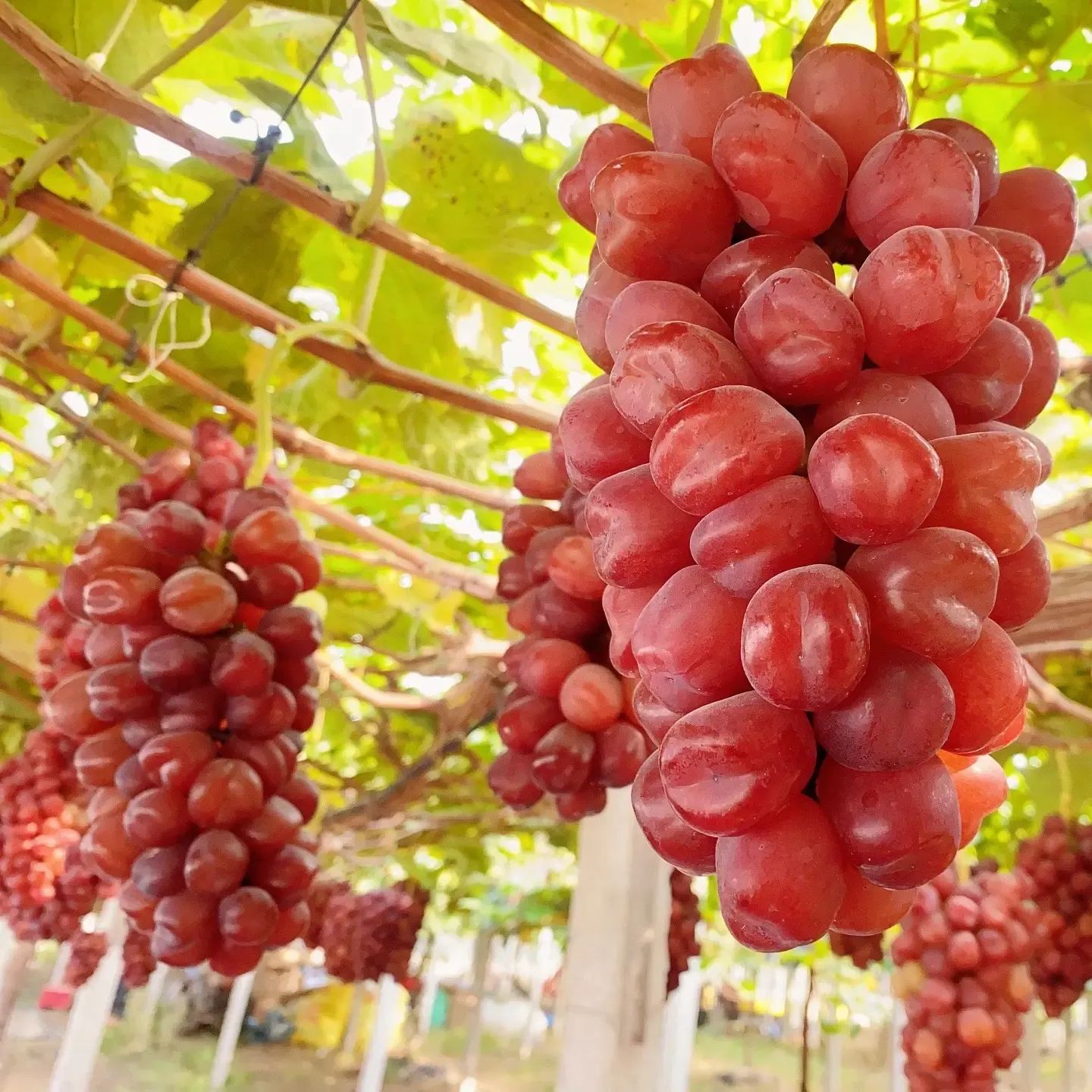 dimpled grapes
