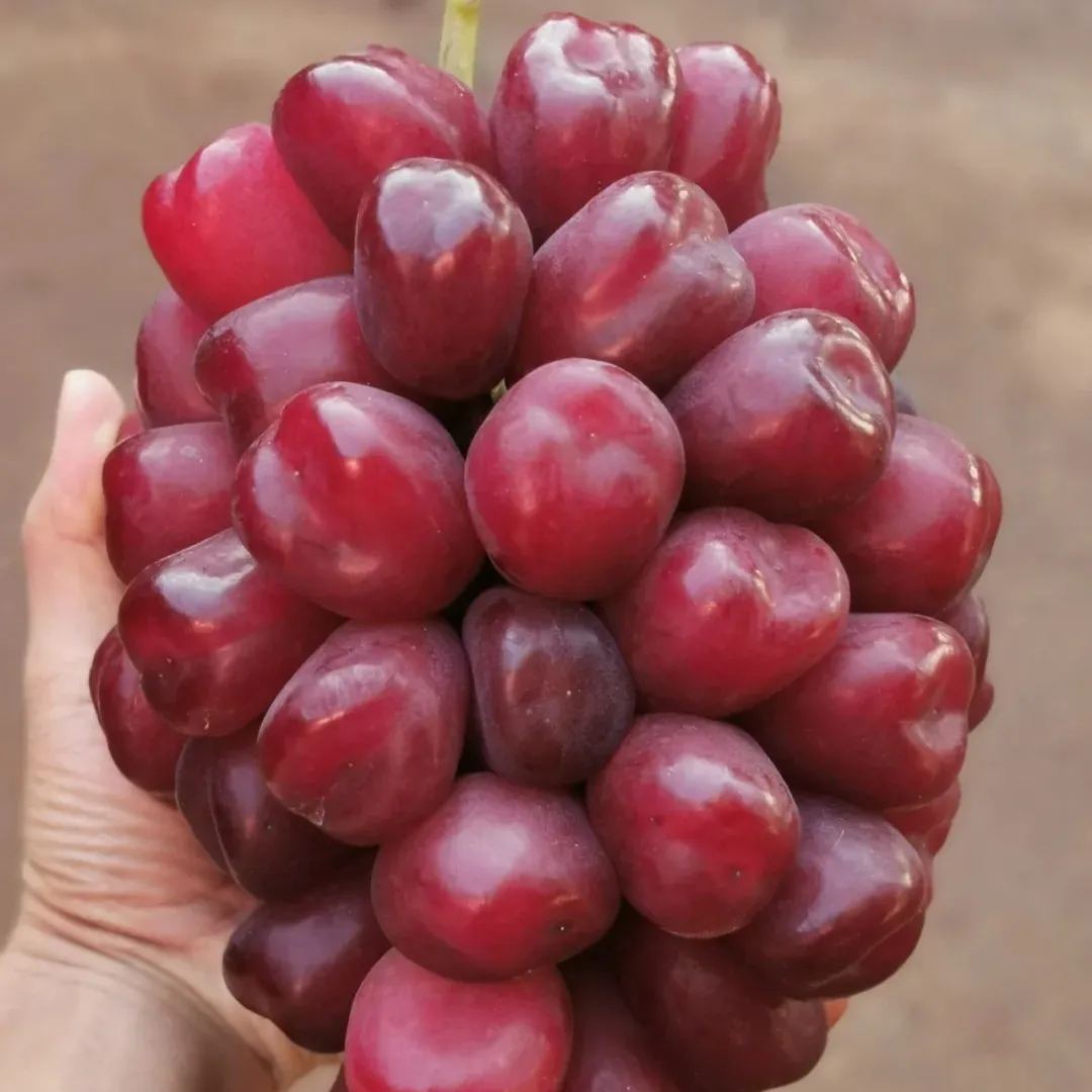🎇Small Heart Shape💖-Romantic Red Grapes Seeds🍇
