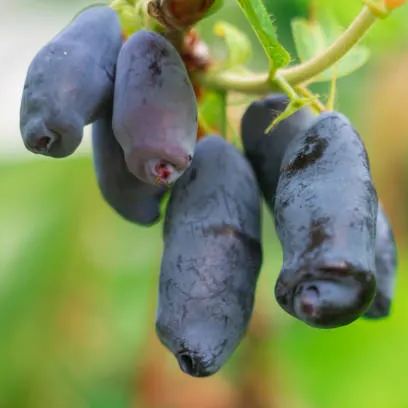 sweetberry honeysuckle