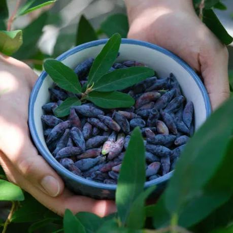 sweetberry honeysuckle