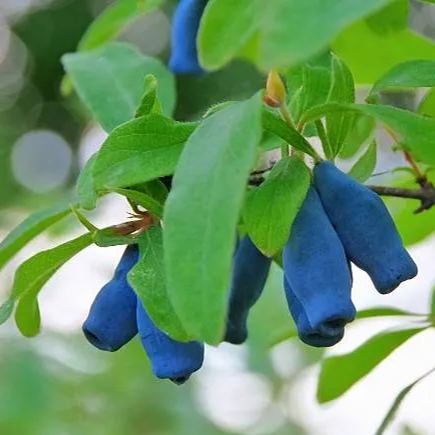 🎇🥰Longevity Fruit-Sweetberry Honeysuckle Seeds🫐