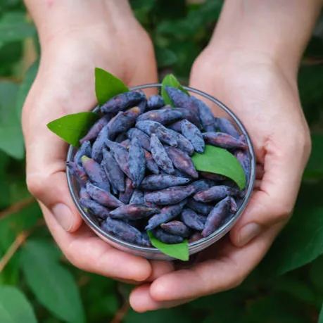 🎇🥰Longevity Fruit-Sweetberry Honeysuckle Seeds🫐