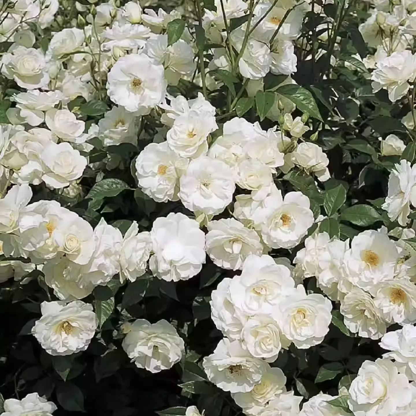 50pcs/Bag Climbing Rose Seeds