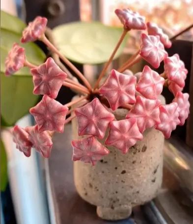 Immortal Velvet Flower Seeds