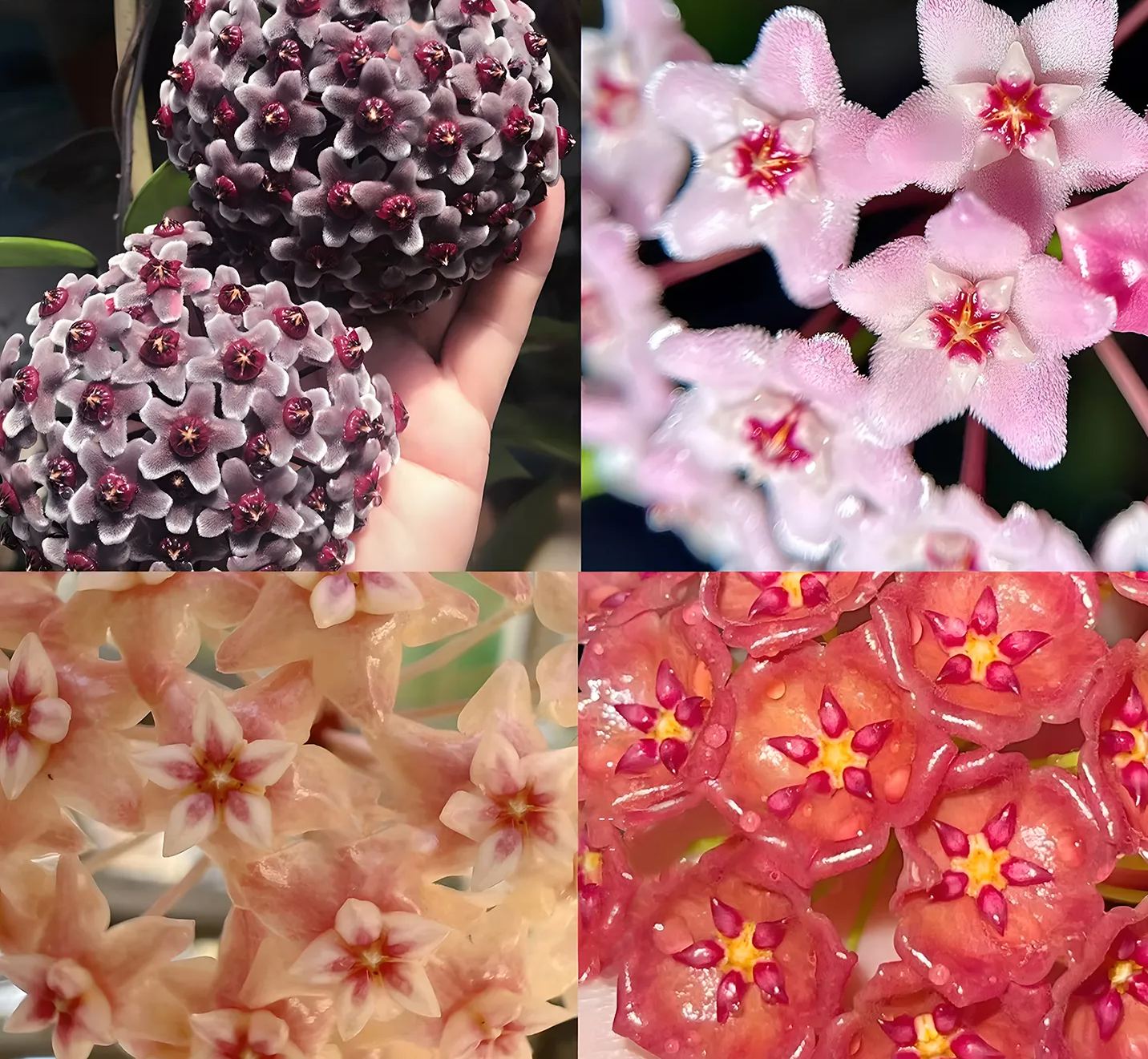 Immortal Velvet Flower Seeds