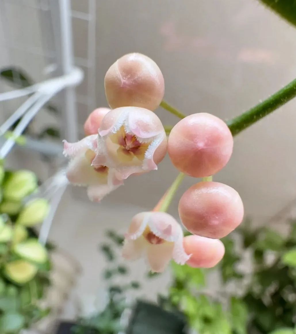 Immortal Velvet Flower Seeds