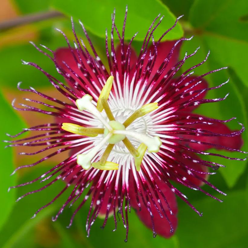 💙🌼Passionflower Seeds