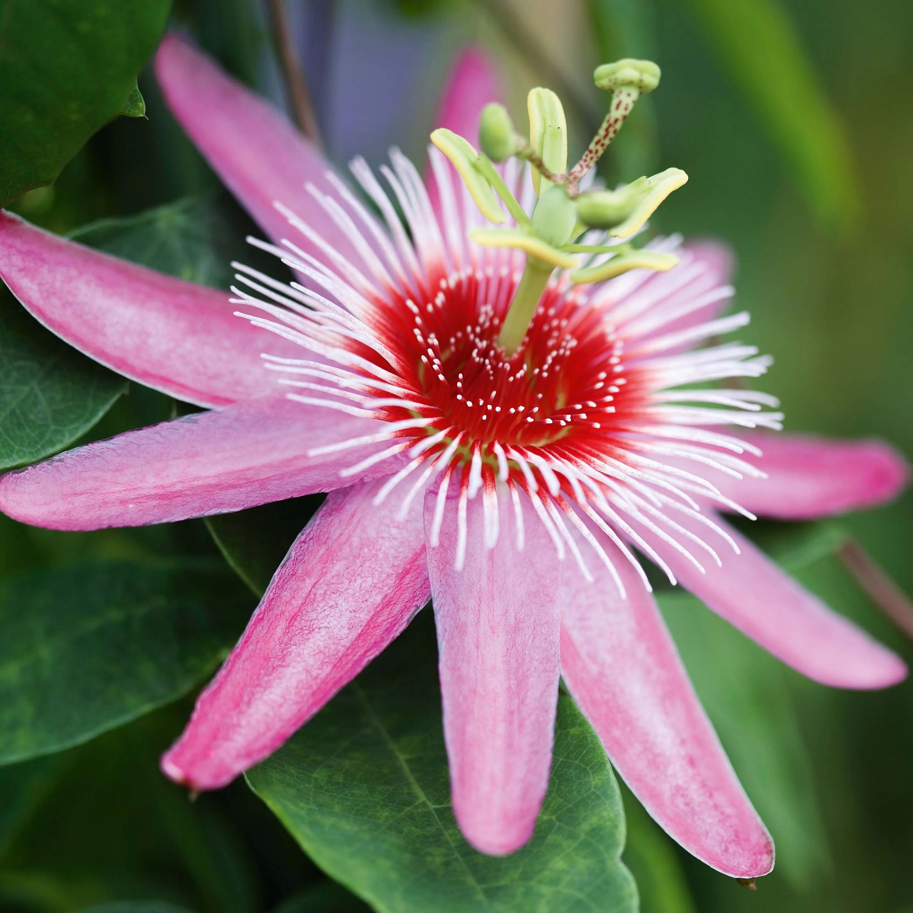 💙🌼Passionflower Seeds