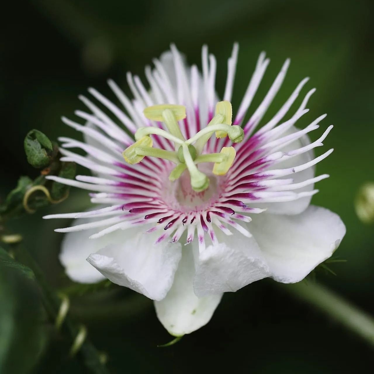 💙🌼Passionflower Seeds