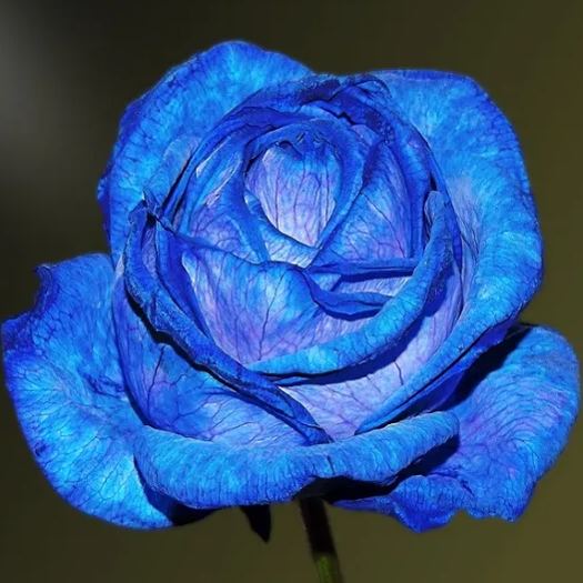 💙Blue enchantress Rose Seeds✨