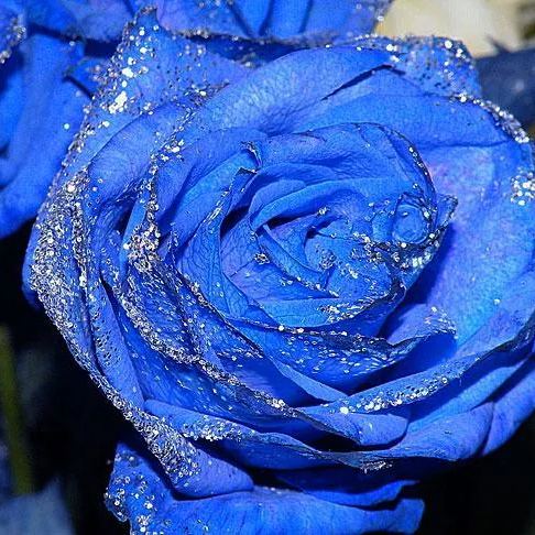💙Blue enchantress Rose Seeds✨