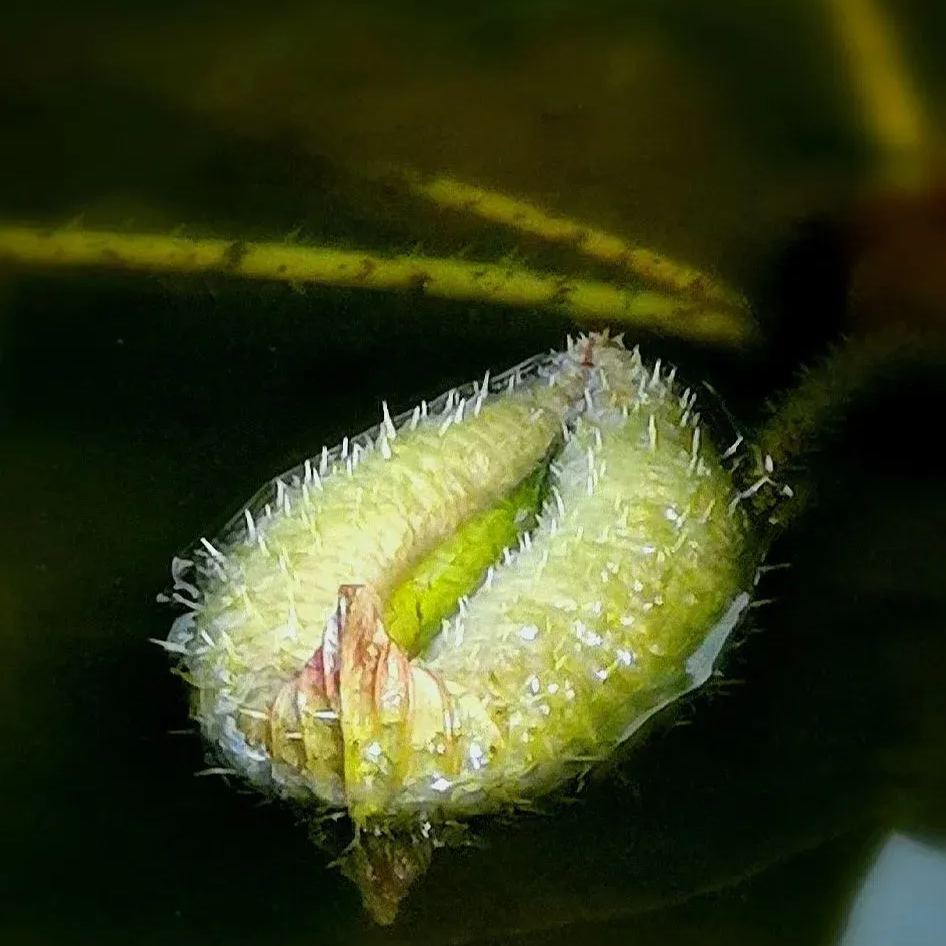 Amazon King Lotus Seeds