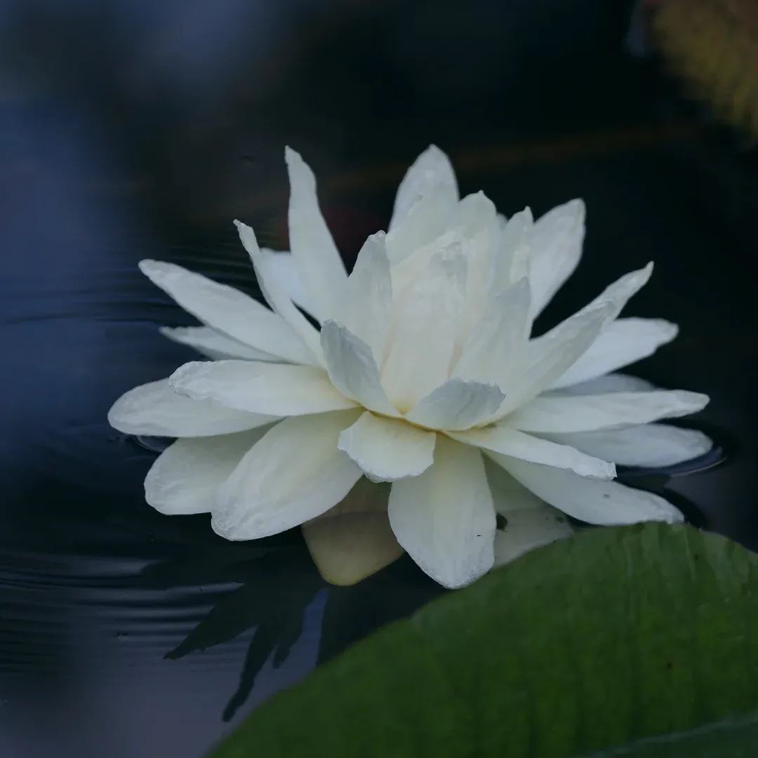 Fickle Goddess- Amazon King Lotus Seeds