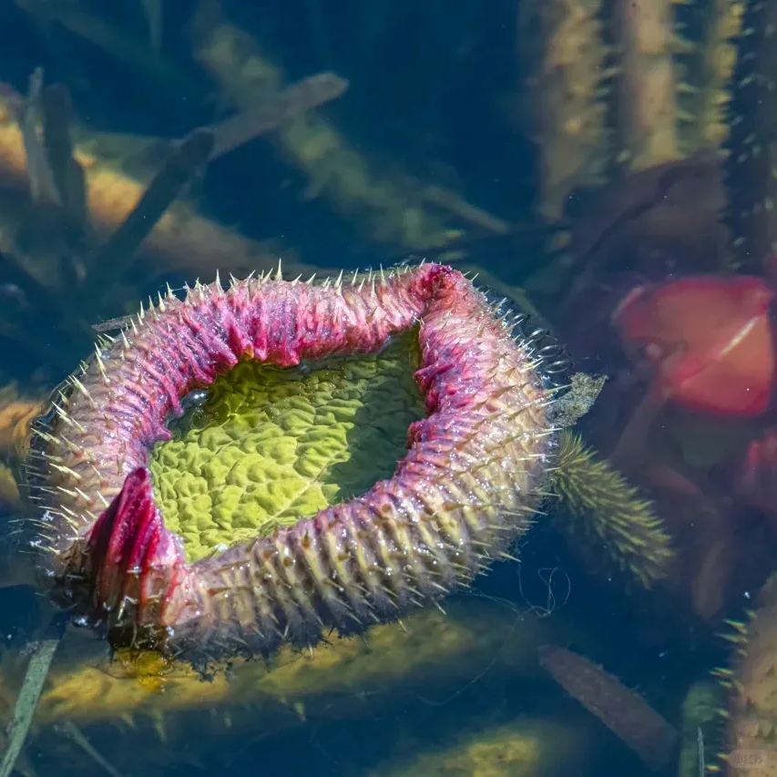Fickle Goddess- Amazon King Lotus Seeds