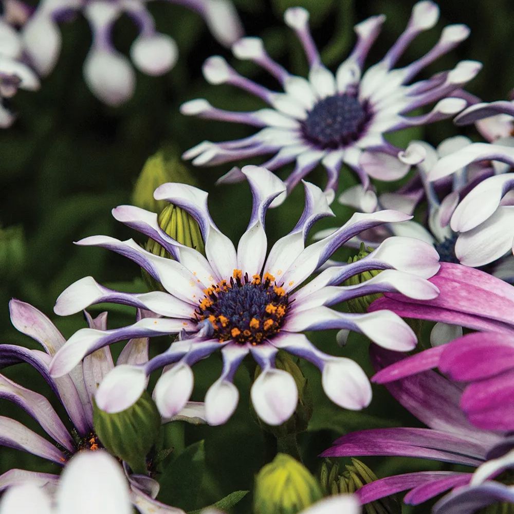 👾🌼Osteospermum 'margarita White Spoon' Seeds