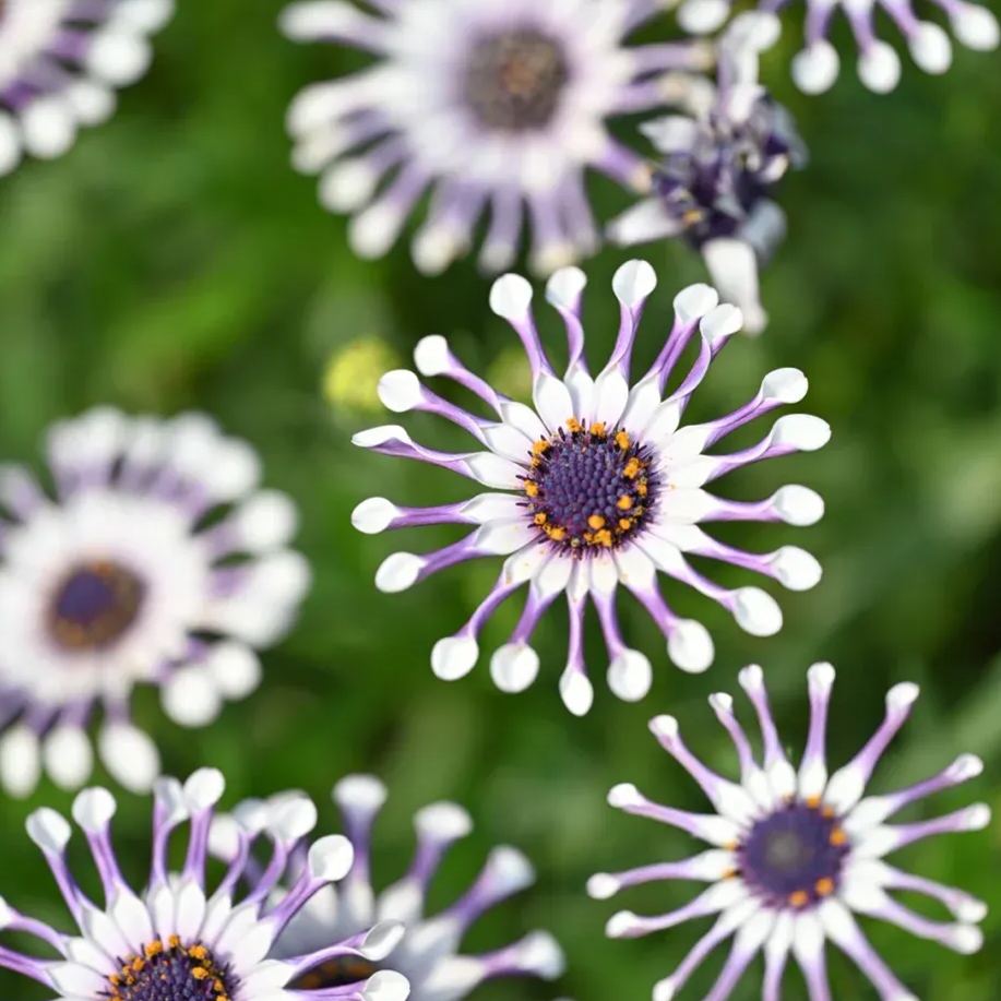 👾🌼Osteospermum 'margarita White Spoon' Seeds