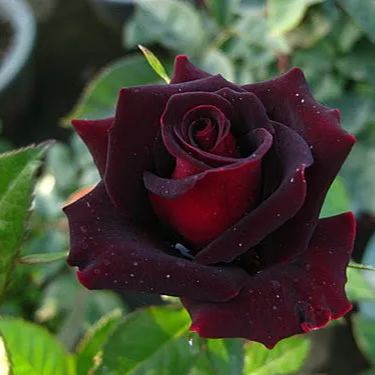 100 Pcs Blue Enchantress Mix Rose Seeds💙53% OFF🎉