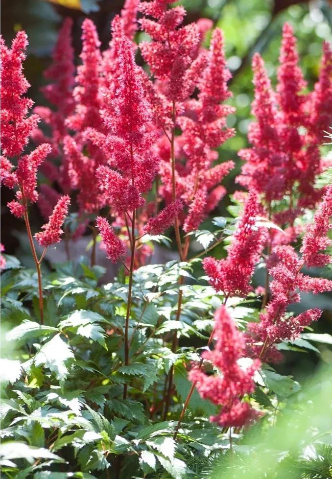 astilbe Seeds