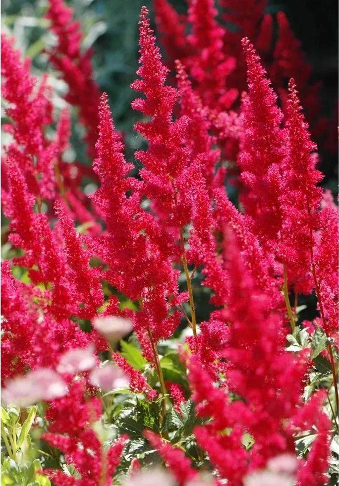 astilbe Seeds