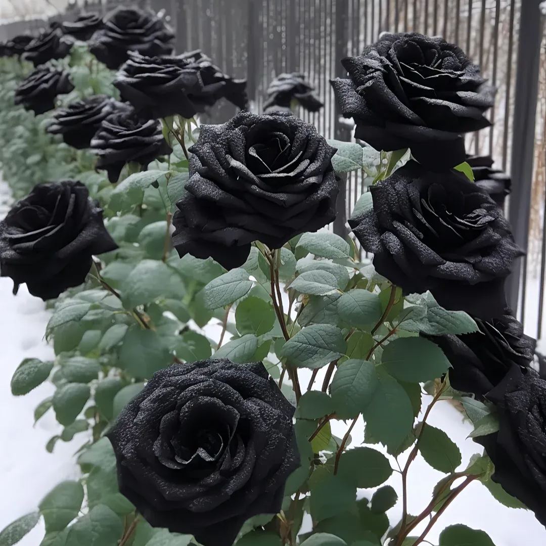 Erdor Black Rose Seeds