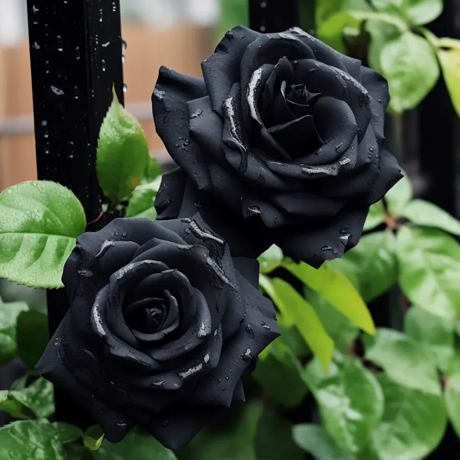 Erdor Black Rose Seeds