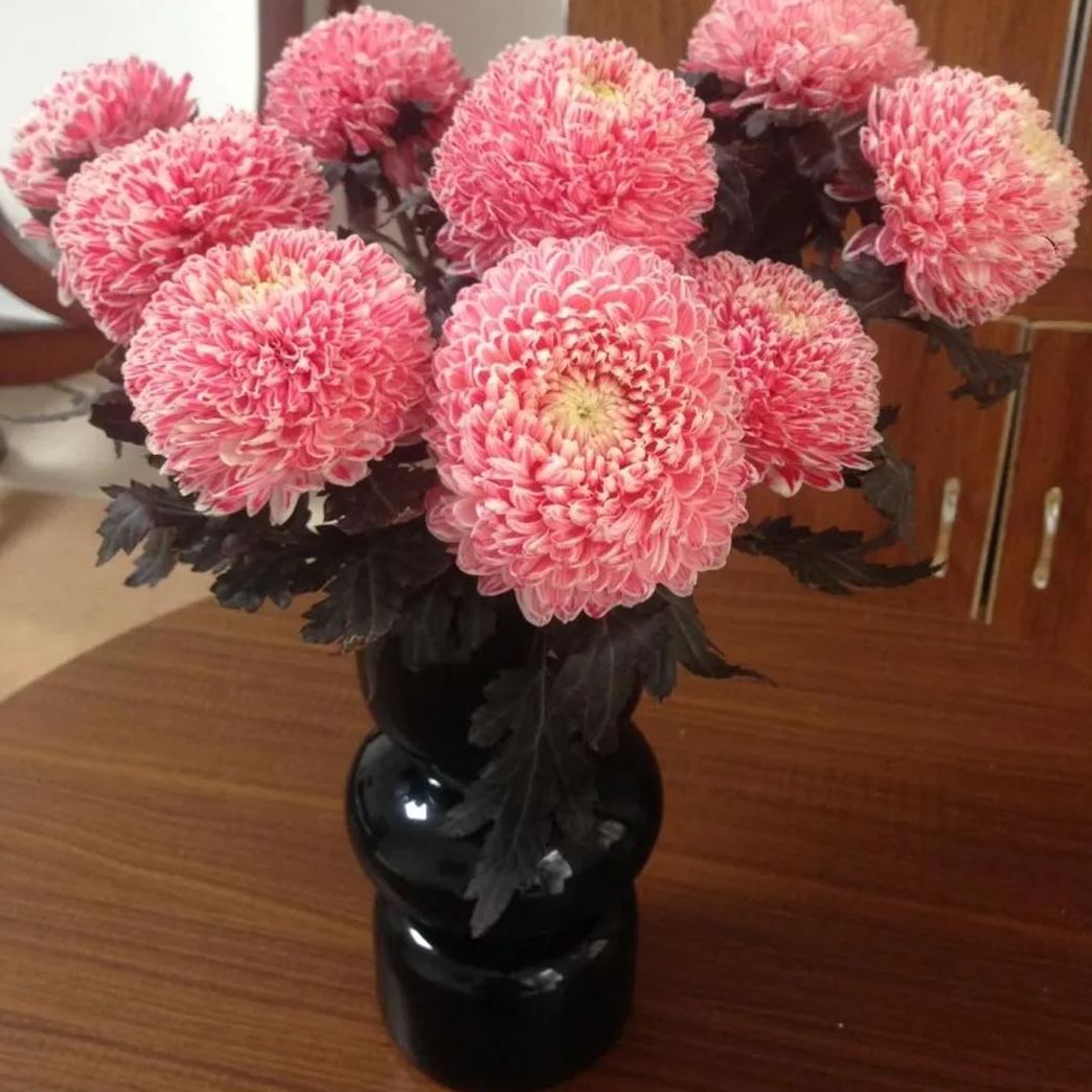 ✨Precious Seeds-🎇Peony Chrysanthemum Seeds🌼