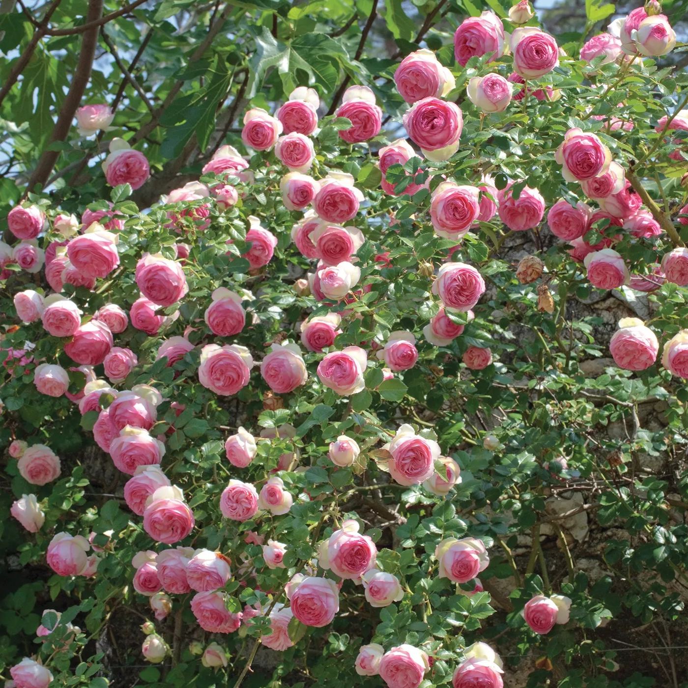 🩷🌹Eden Climber Rose Seeds