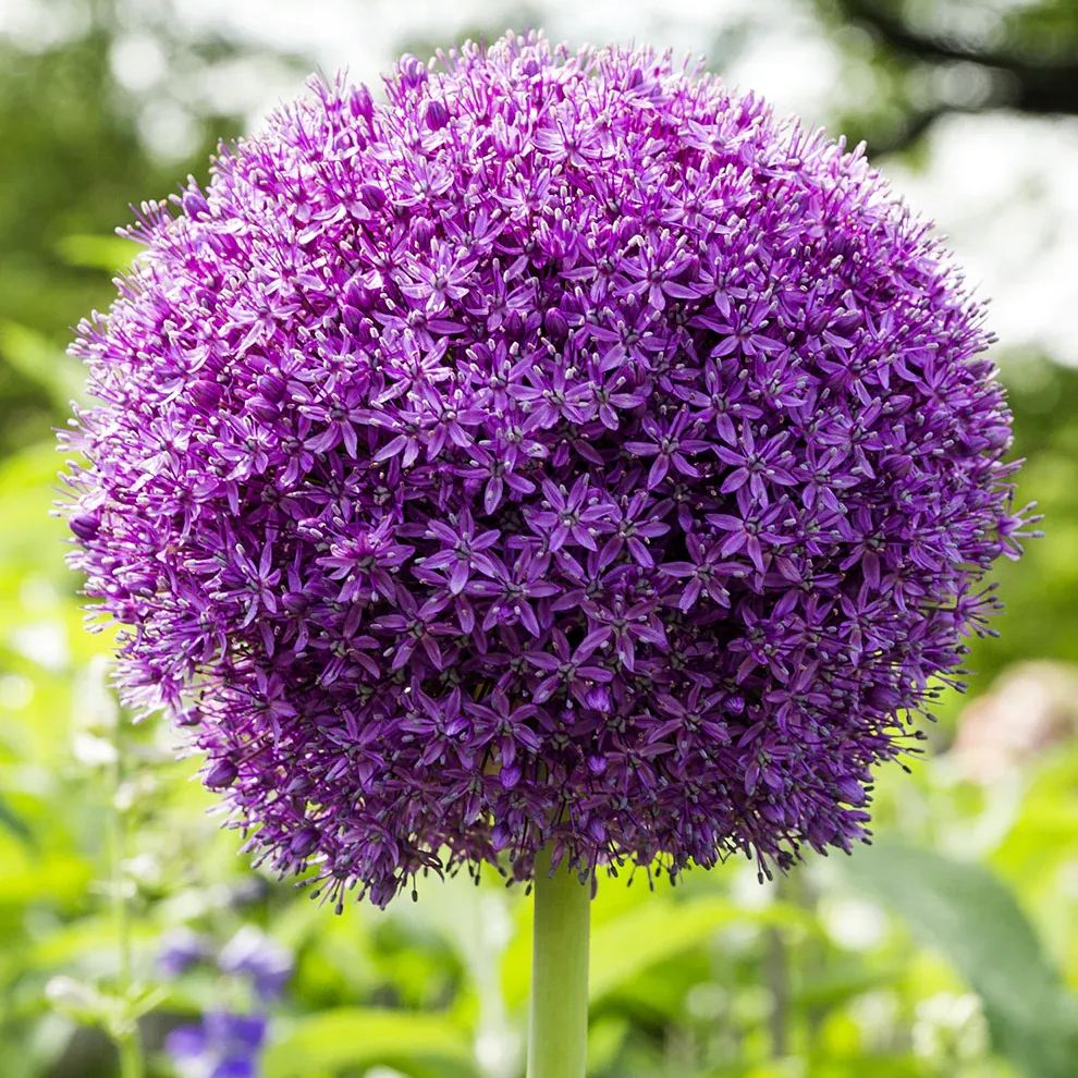 Giant Allium Giganteum Seeds