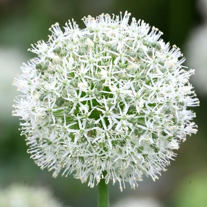 Giant Allium Giganteum Seeds