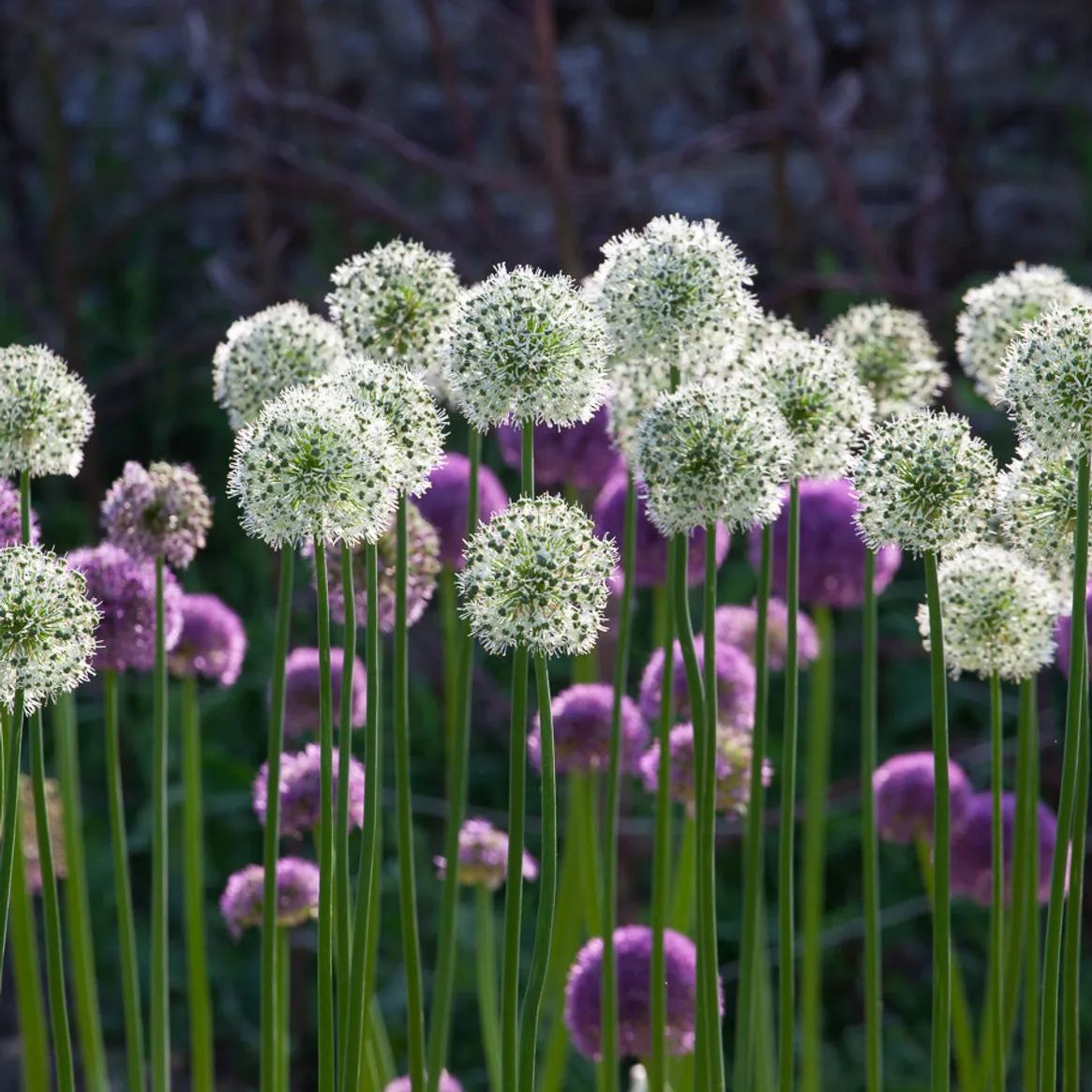 Giant Allium Giganteum Seeds