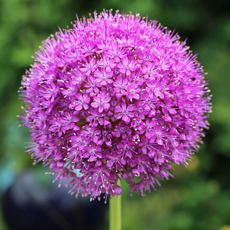 Giant Allium Giganteum Seeds
