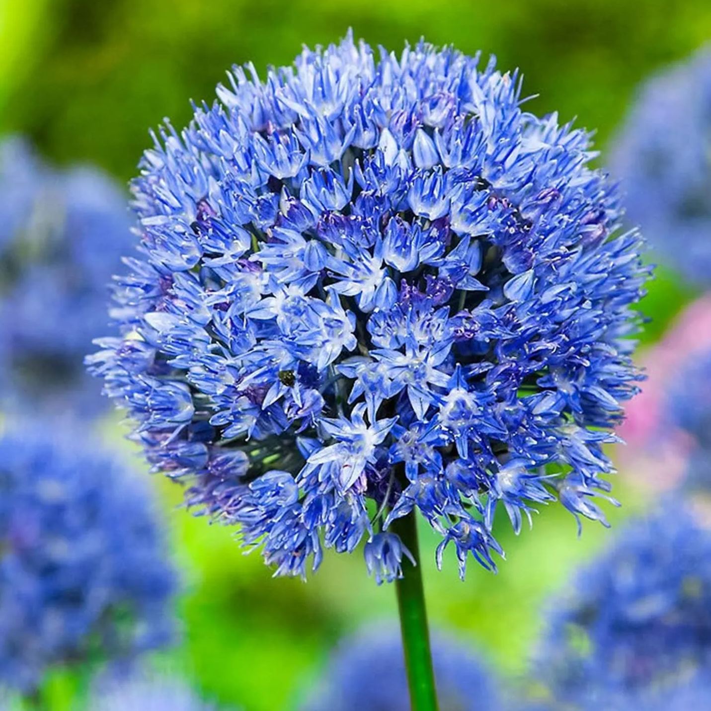Giant Allium Giganteum Seeds