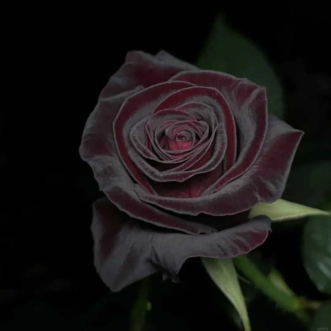🖤Rare Black Baccara Rose🌹A black rose with a super velvety feel!
