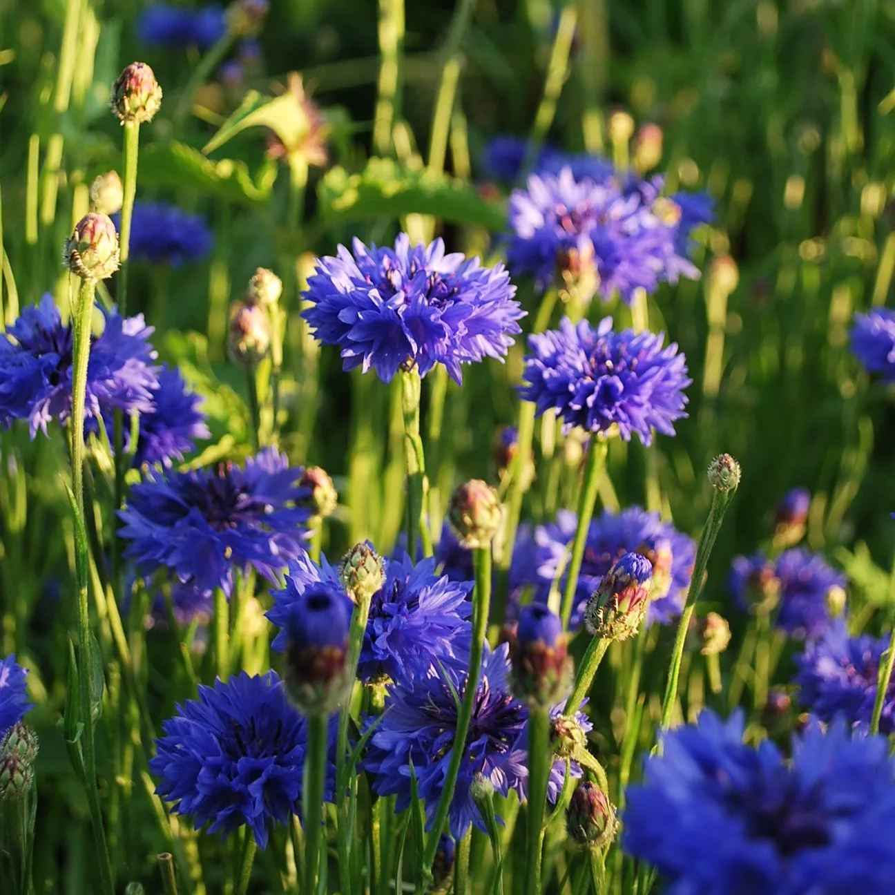 🔥50% Off💙✨Blue Cornflower Seeds