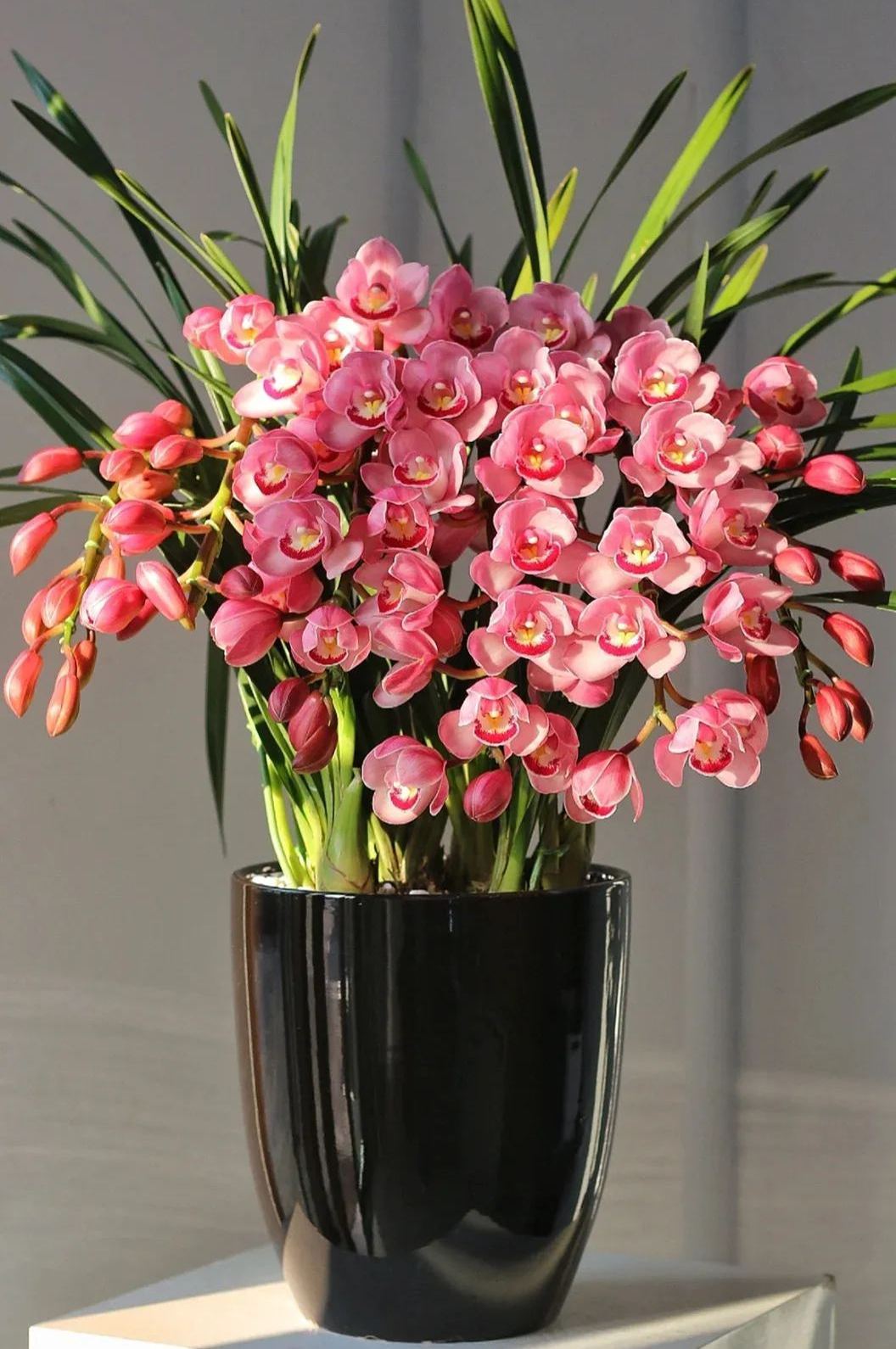 Cymbidium Faberi Seeds