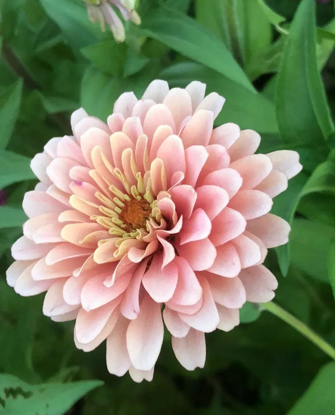 🔥53% Off🦋Zinnia Seeds🏵️