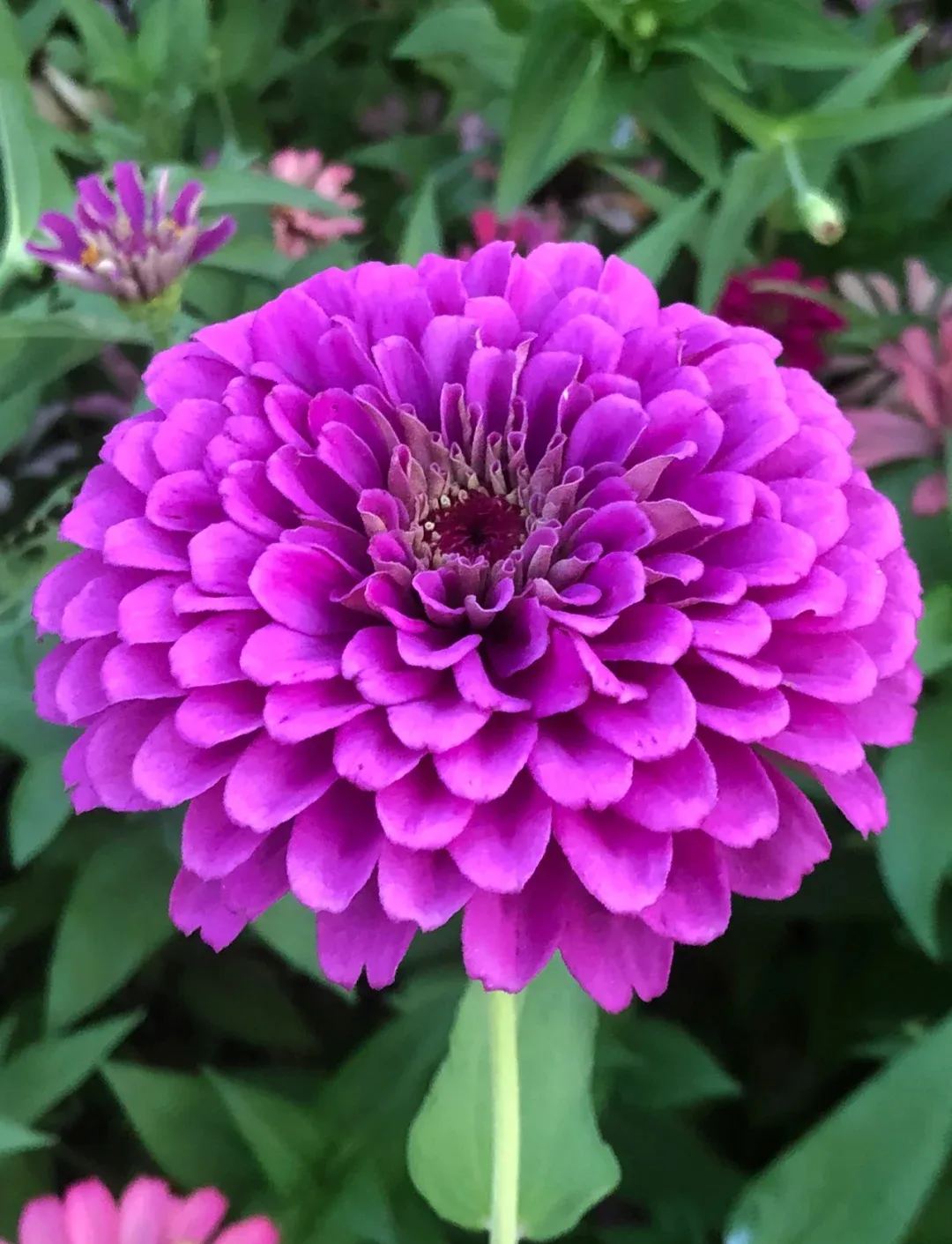 Zinnias
