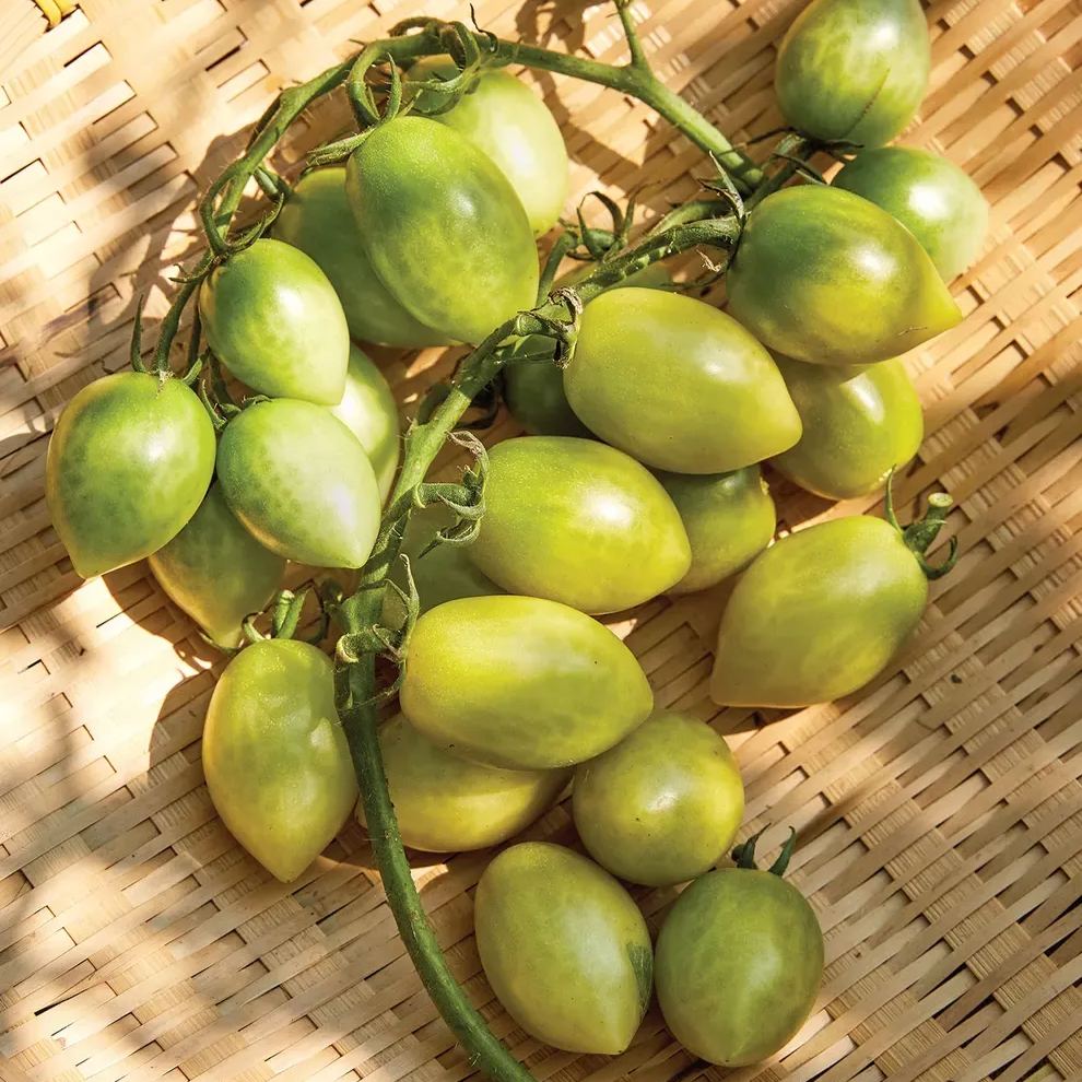 Green Envy Tomato Seeds