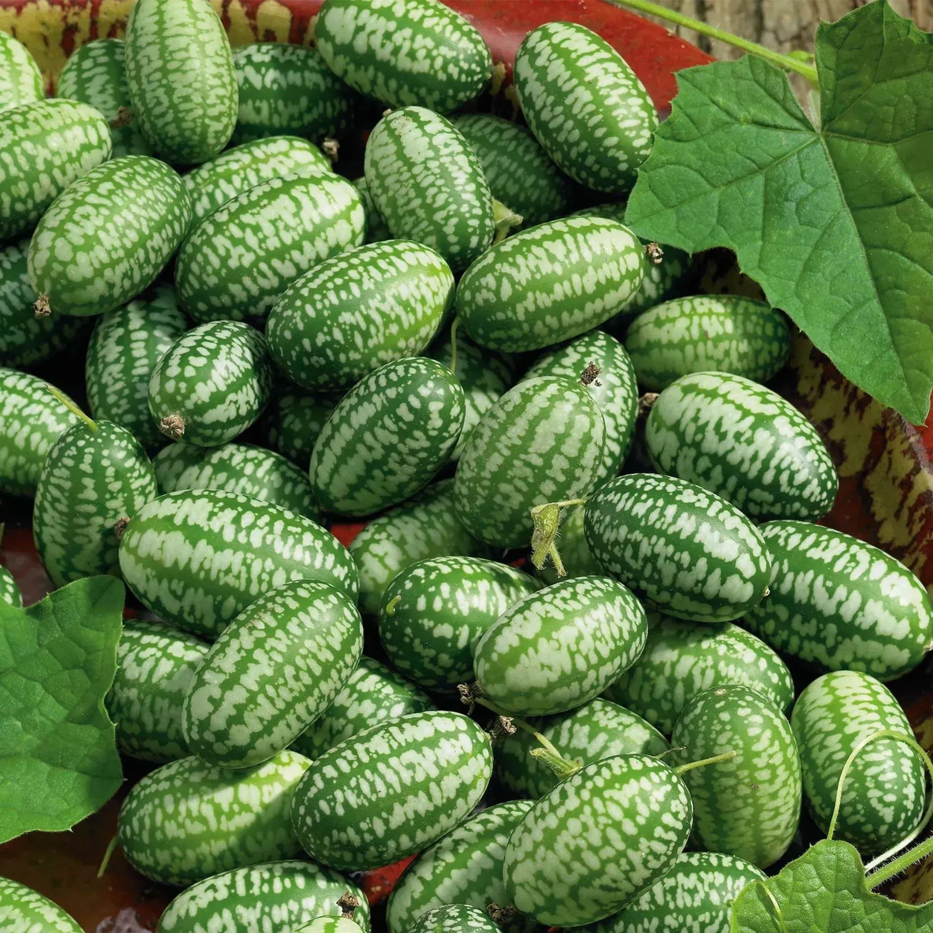 🌞🍉 The Lying Thumb Watermelon – Mini Cucumber Seeds🥒