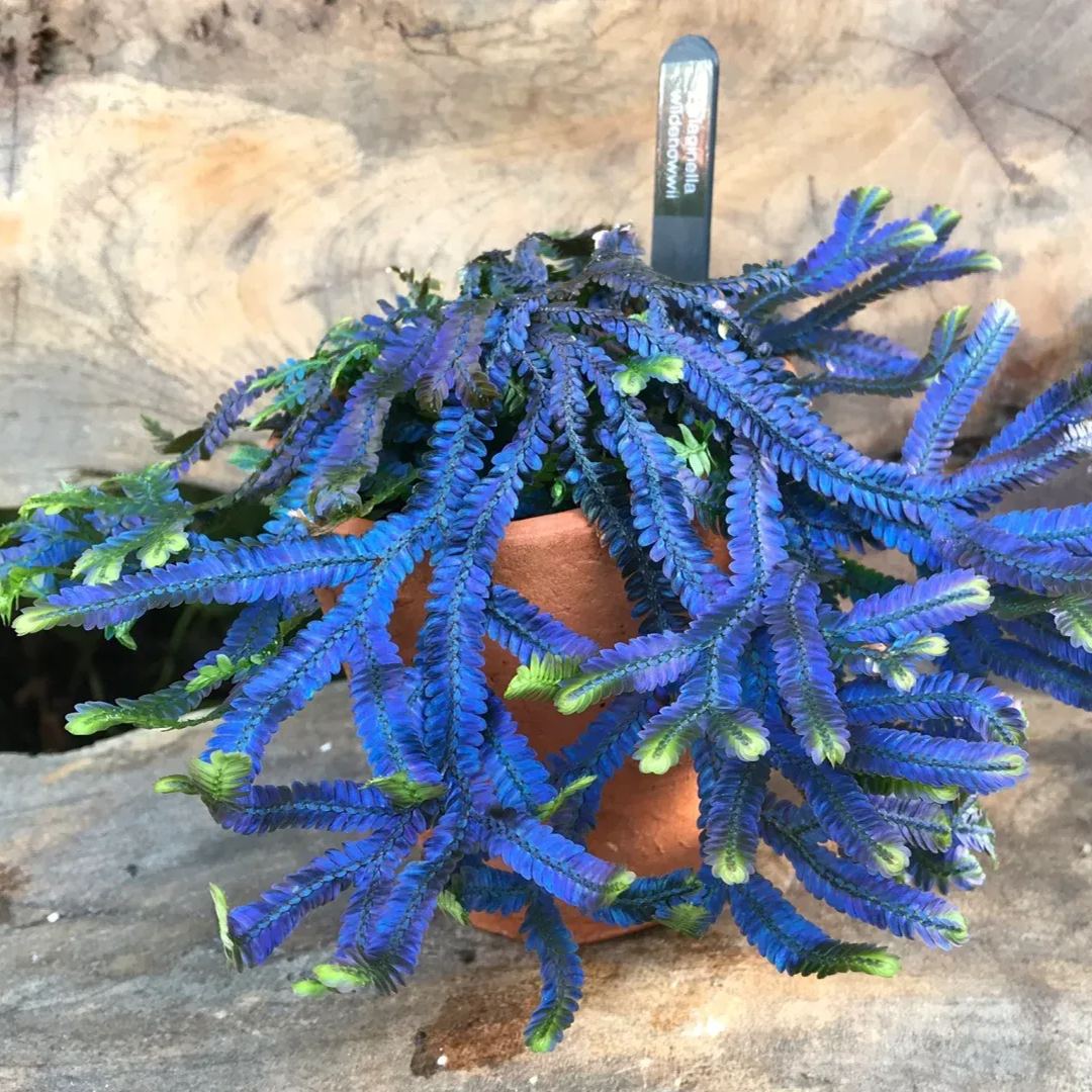 Indigo jade cloud grass seeds