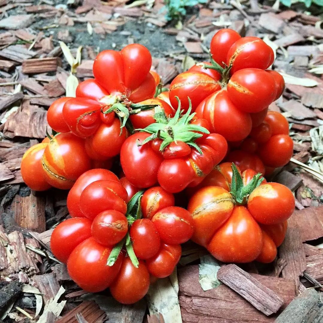 🔥🍅Tomato 'Reisetomate' Seeds