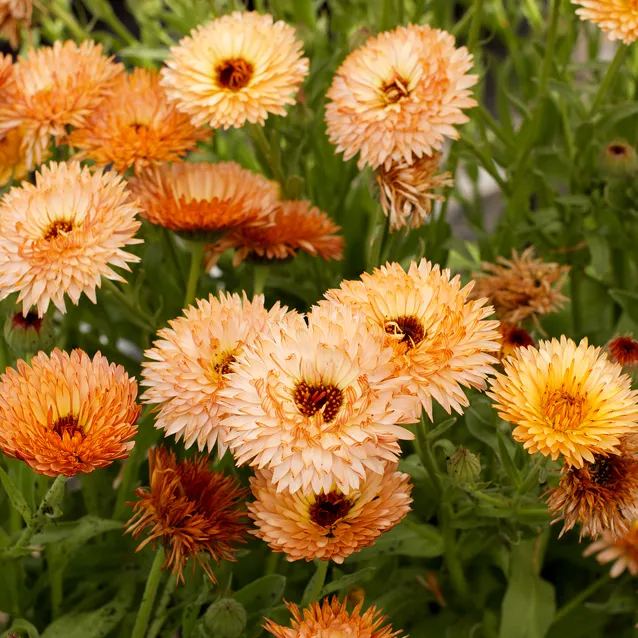 'Triangle Flashback'-Organic Calendula Seed