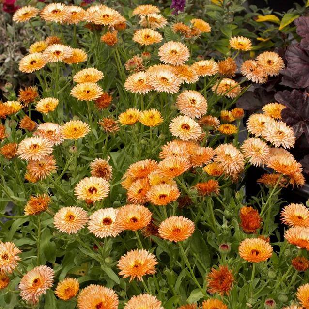 'Triangle Flashback'-Organic Calendula Seed