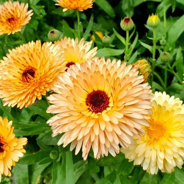 'Orange Flash'-Organic Calendula Seed