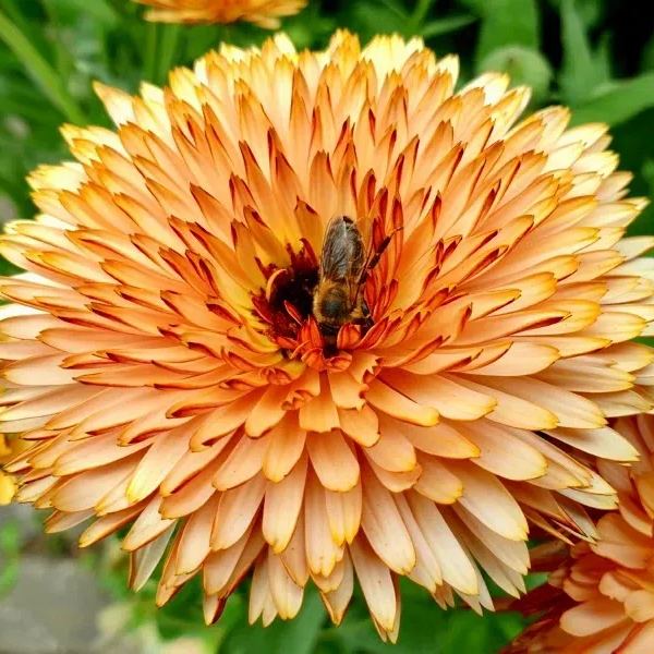 'Orange Flash'-Organic Calendula Seed