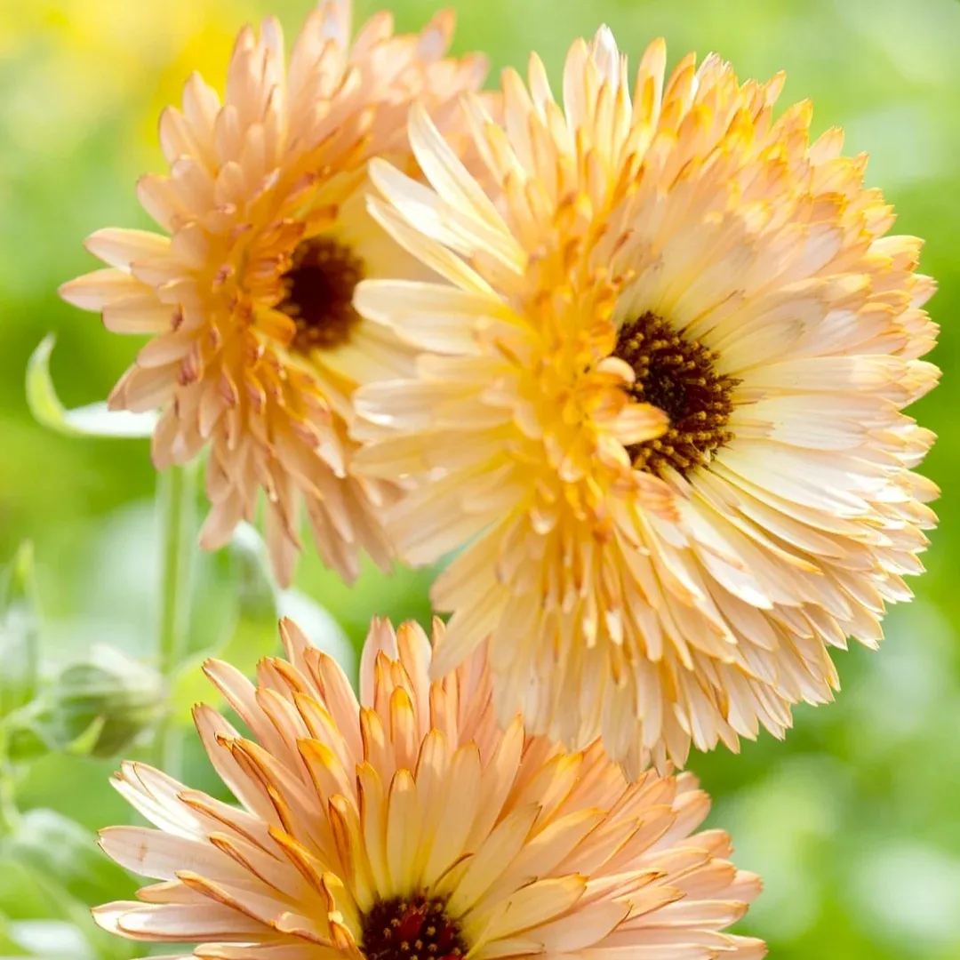'Orange Flash'-Organic Calendula Seed